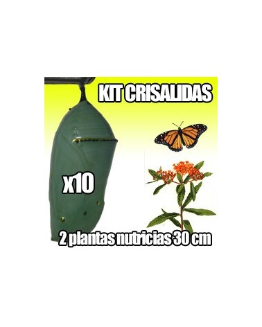 Kit Crisálidas Mariposa Monarca