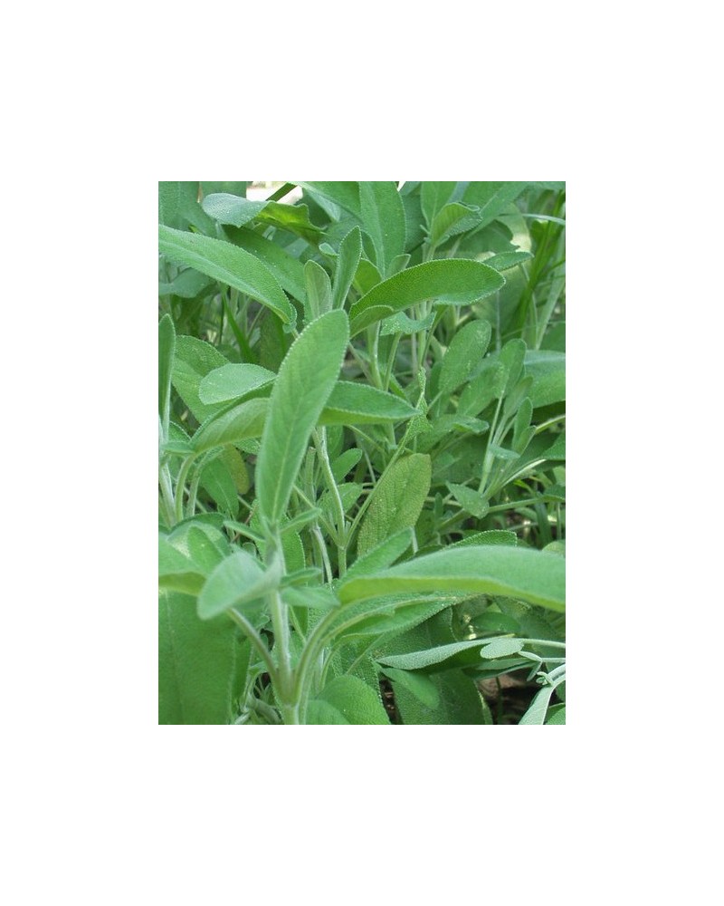 Semillas Salvia Común (Salvia officinalis)
