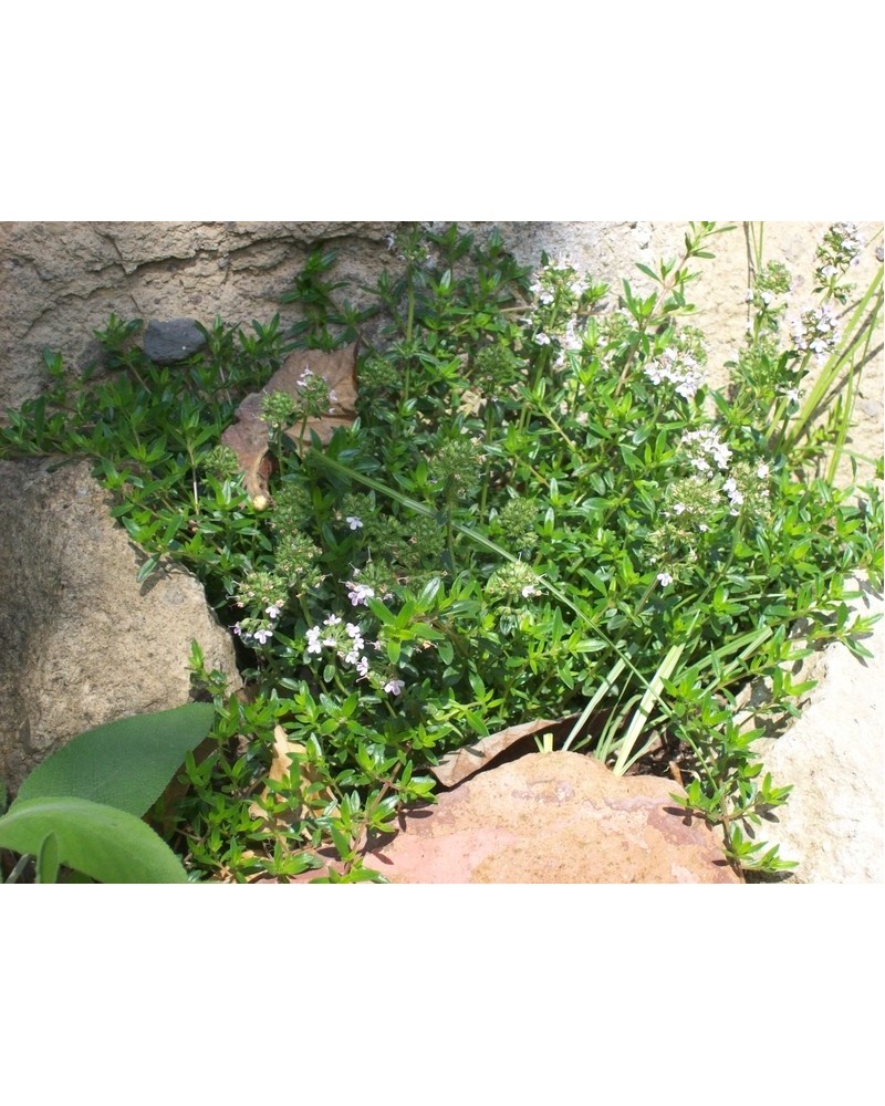 Semillas tomillo común (Thymus vulgaris)