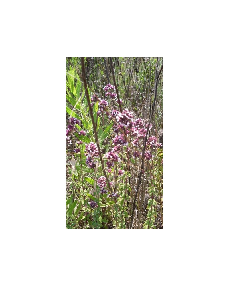 Semillas Oregano, mejorana silvestre (Origanum vulgare)