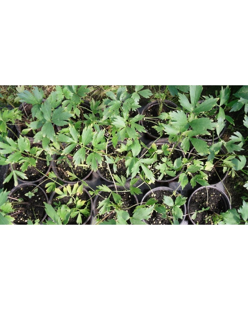 Semillas de Apio de monte (Levisticum officinale)