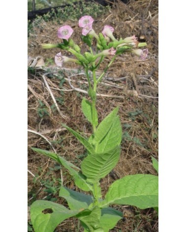 Semillas de Tabaco de Virginia (Nicotiana Tabacum)