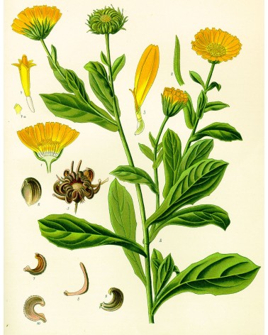 Semillas de Caléndula (Calendula Officinalis)