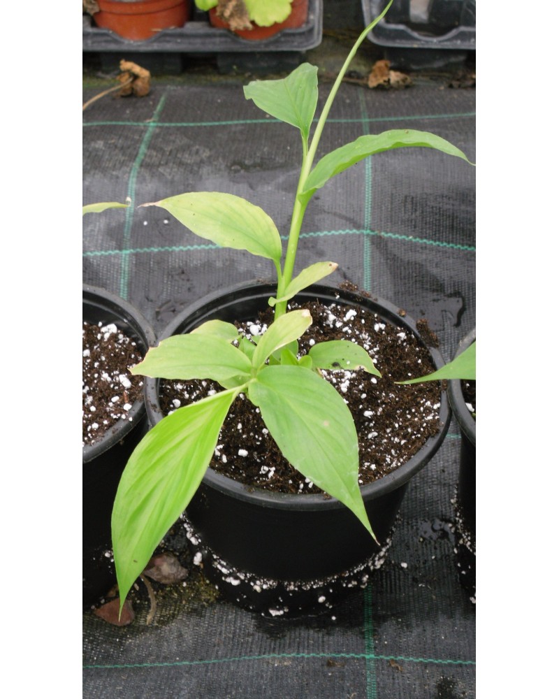 Semillas de Cardamomo (Elettaria cardamomum)