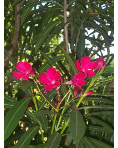 Semillas de Aldelfa (Nerium Oleander)