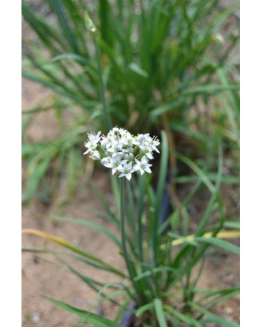 Semillas de Cebollino Chino (Allium Tuberosum)