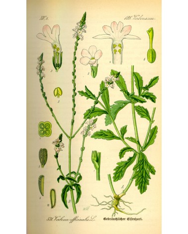 Semillas de Verbena (Verbena Officinalis)