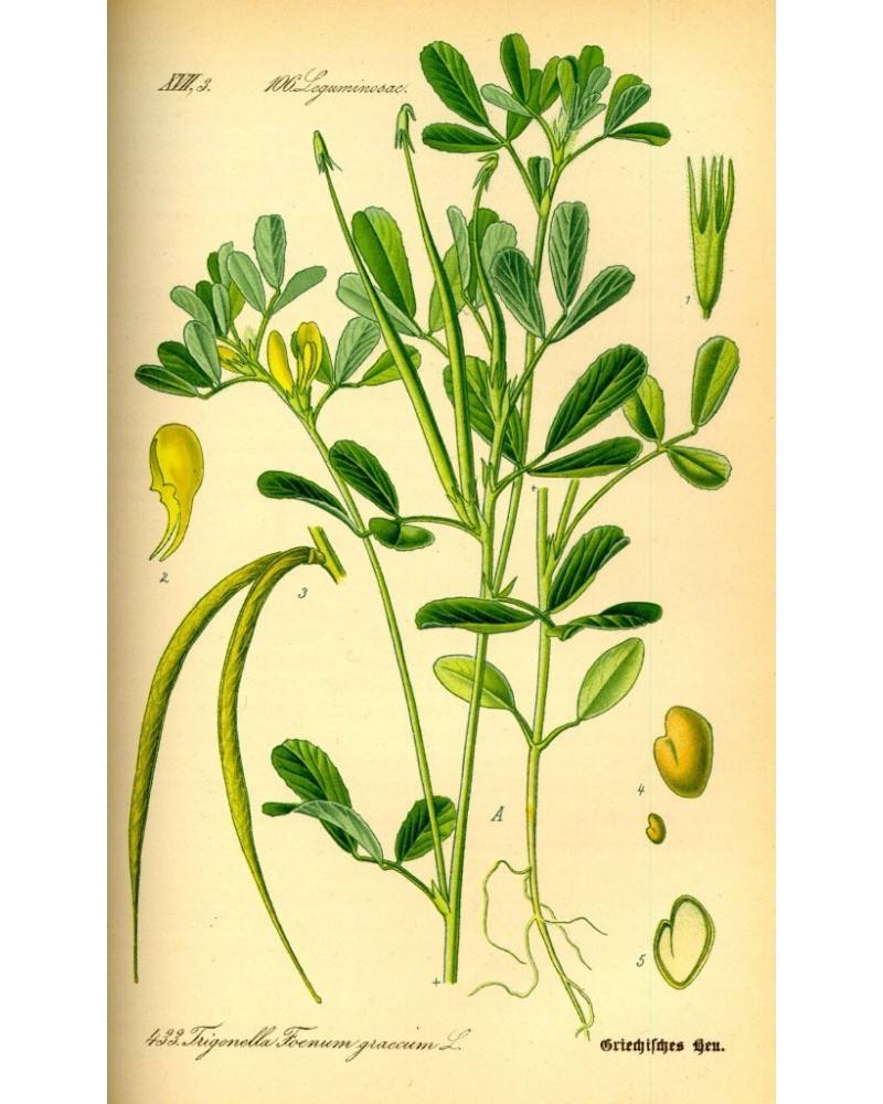 Semillas de Alholva (Trigonella Foenum Gaecum)