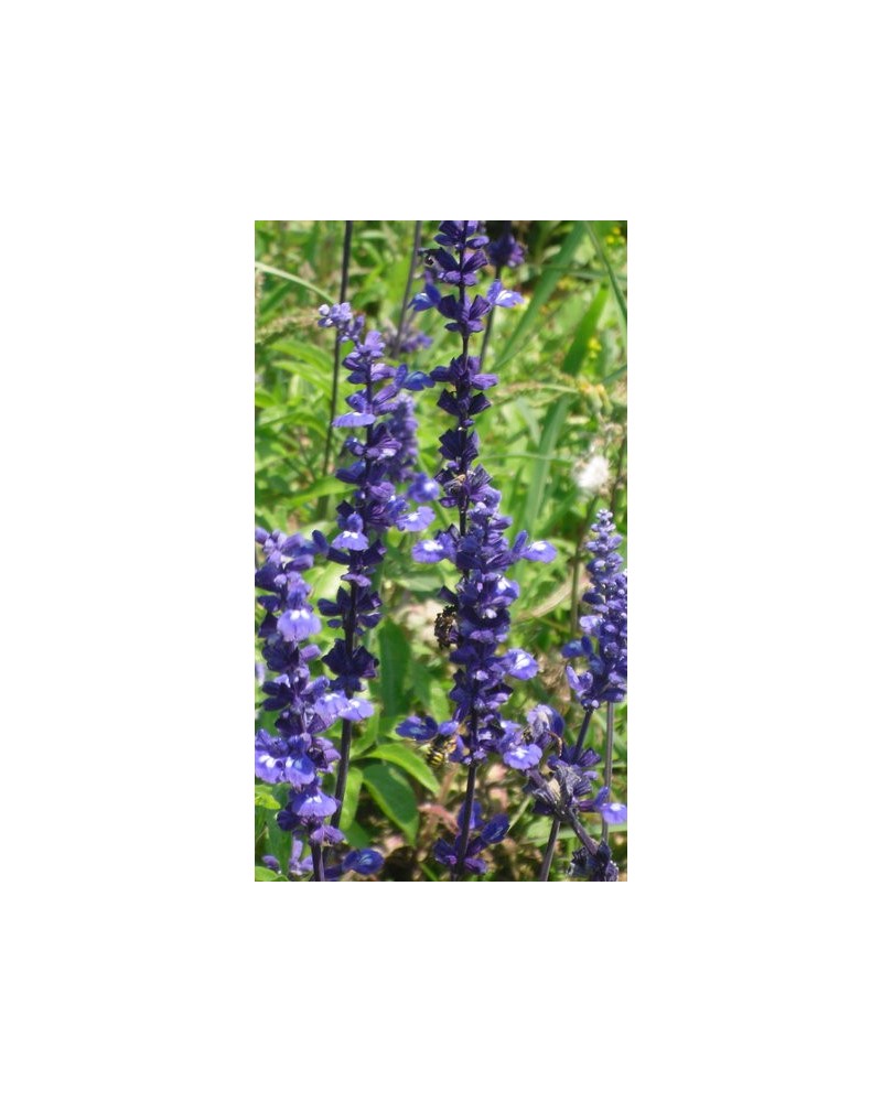 Semillas de Salvia Azul (Salvia farinacea)