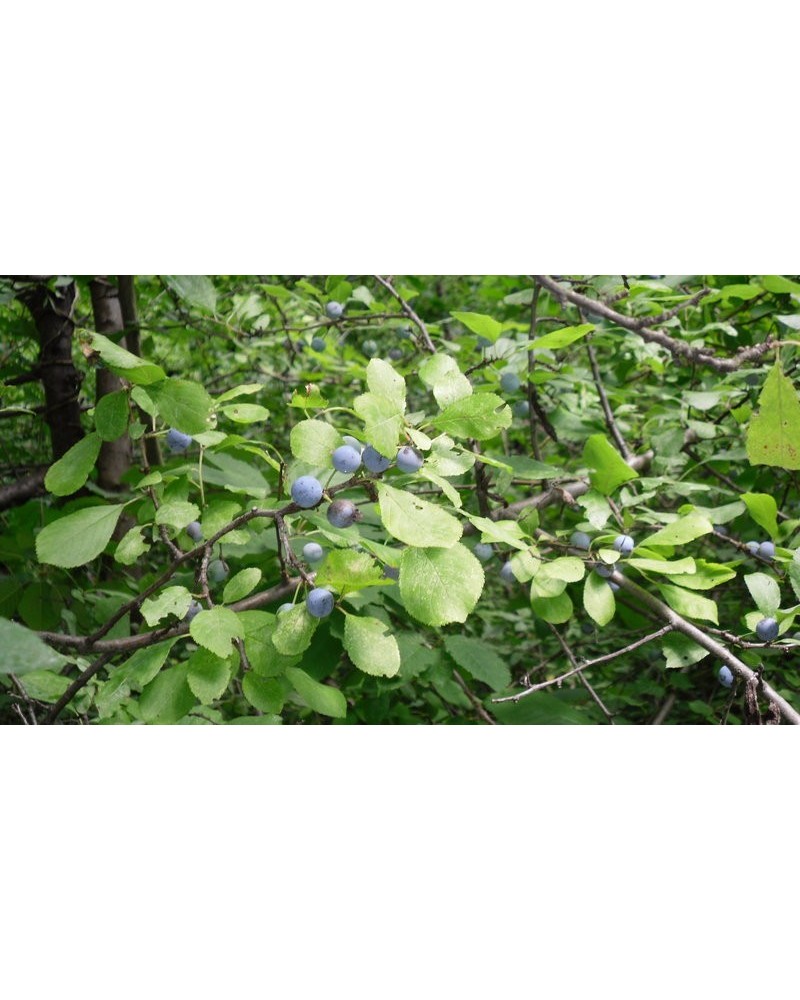 Semillas de Endrino (Prunus Spinosa)