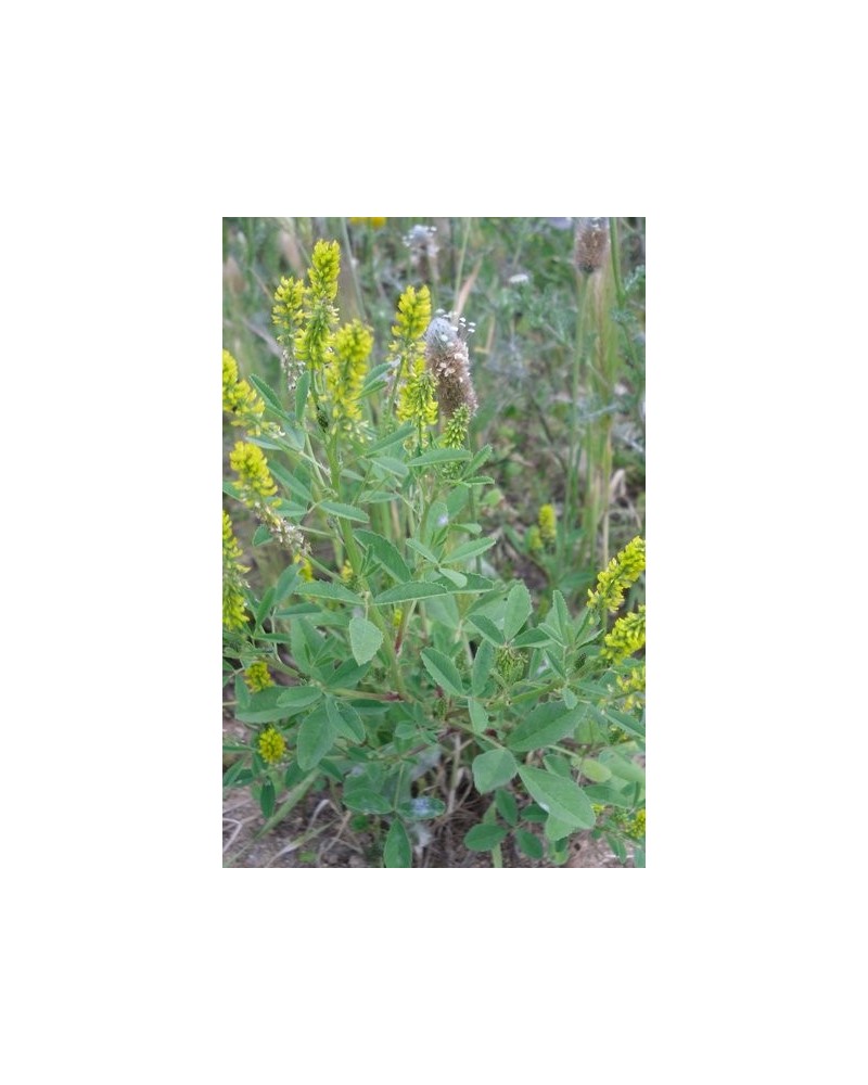 Semillas de Trébol de olor amarillo, Meliloto amarillo (Melilotus officinalis)