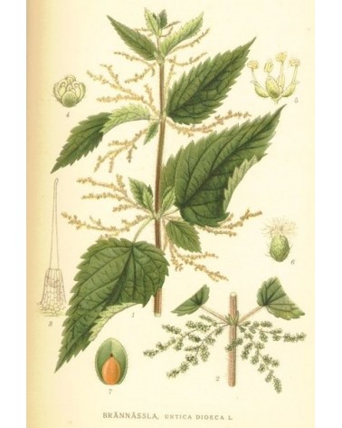 Semillas de Ortiga Mayor, ortiga verde (Urtica Dioica)