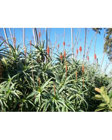 Semillas de Aloe Arborescens (Aloe arborescens)