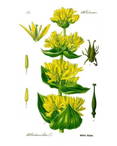 Semillas de Genciana Amarilla (Gentiana lutea)