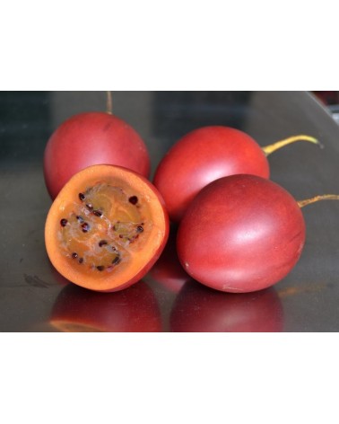 Semillas de Tamarillo, Tomate de Arbol (Cyphomandra betacea)