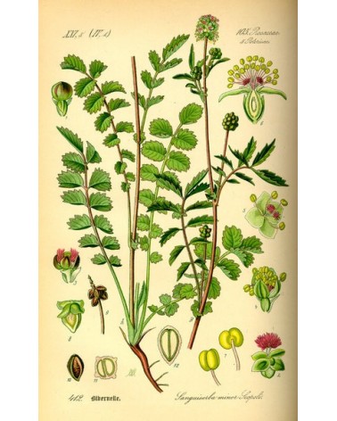 Semillas de Pimpinela, algáfita, hierba ge o hierba del cuchillo (sanguisorba minor)