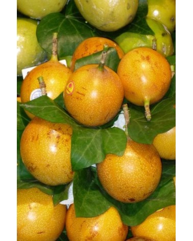 Semillas de Maracuyá Amarilla (Passiflora Edulis flavicarpa)