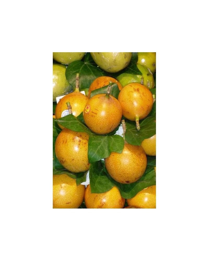 Semillas de Maracuyá Amarilla (Passiflora Edulis flavicarpa)