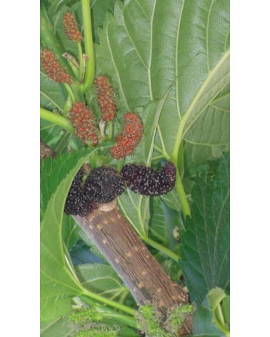 Semillas de Morera Negra (Morus nigra)