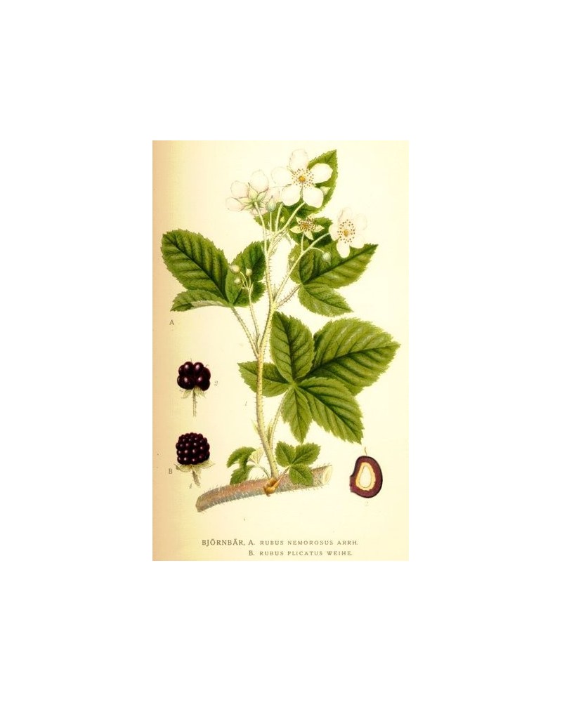 Semillas de Zarzamora (Rubus fruticosus)
