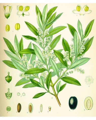 Semillas de Guayaba (Psidium guajava)