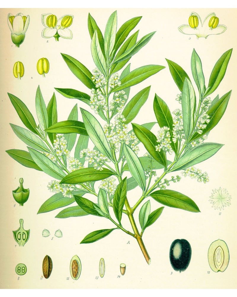 Semillas de Olivo (Olea europaea)