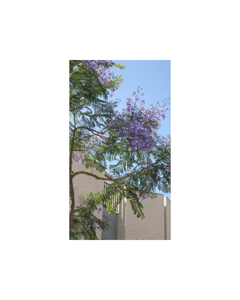 Semillas de Jacaranda (Jacaranda mimosifolia)