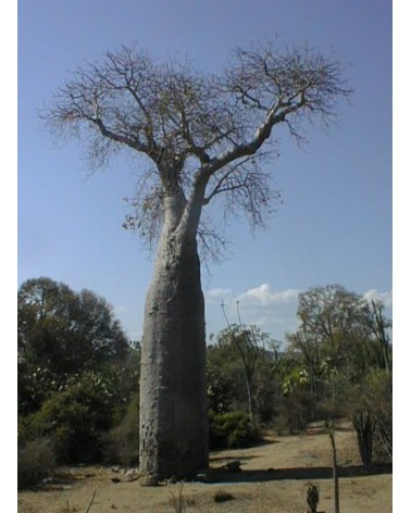 Semillas de Baobab (Adansonia Digitata)