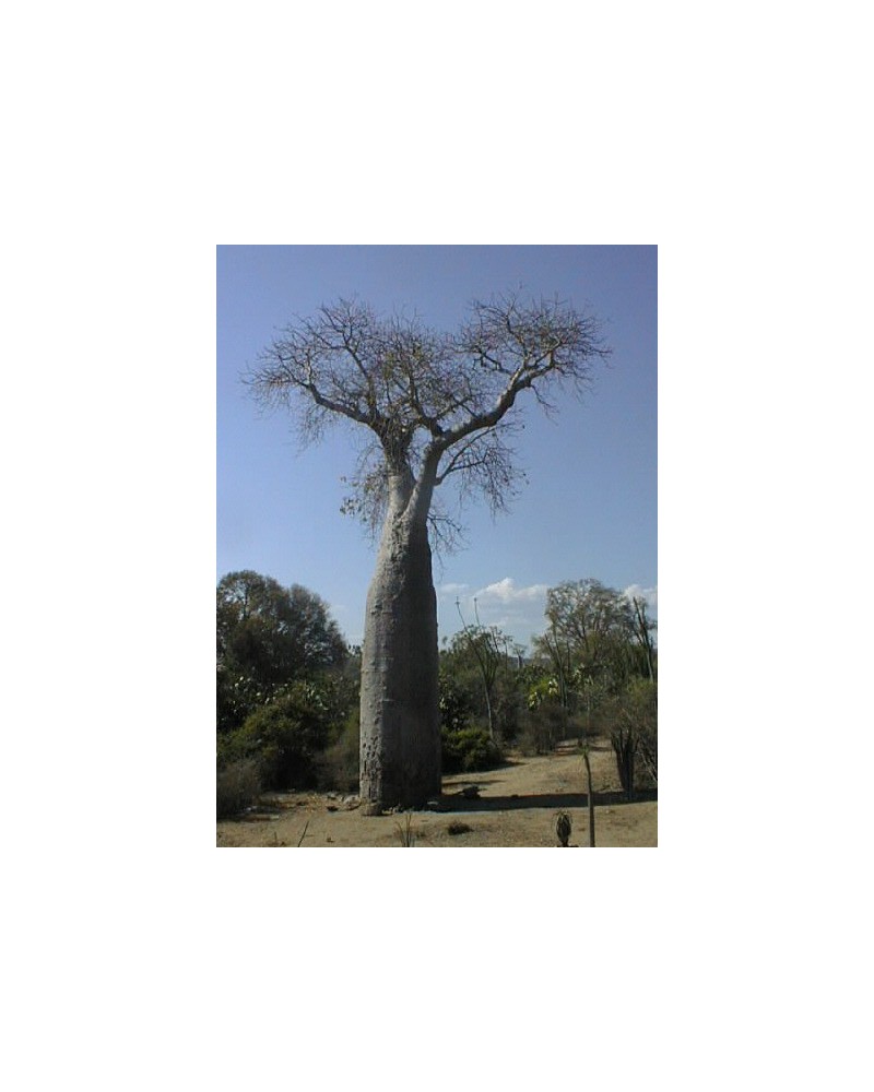 Semillas de Baobab (Adansonia Digitata)