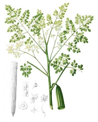 Semillas de Moringa, árbol verdura (Moringa Oleifera)