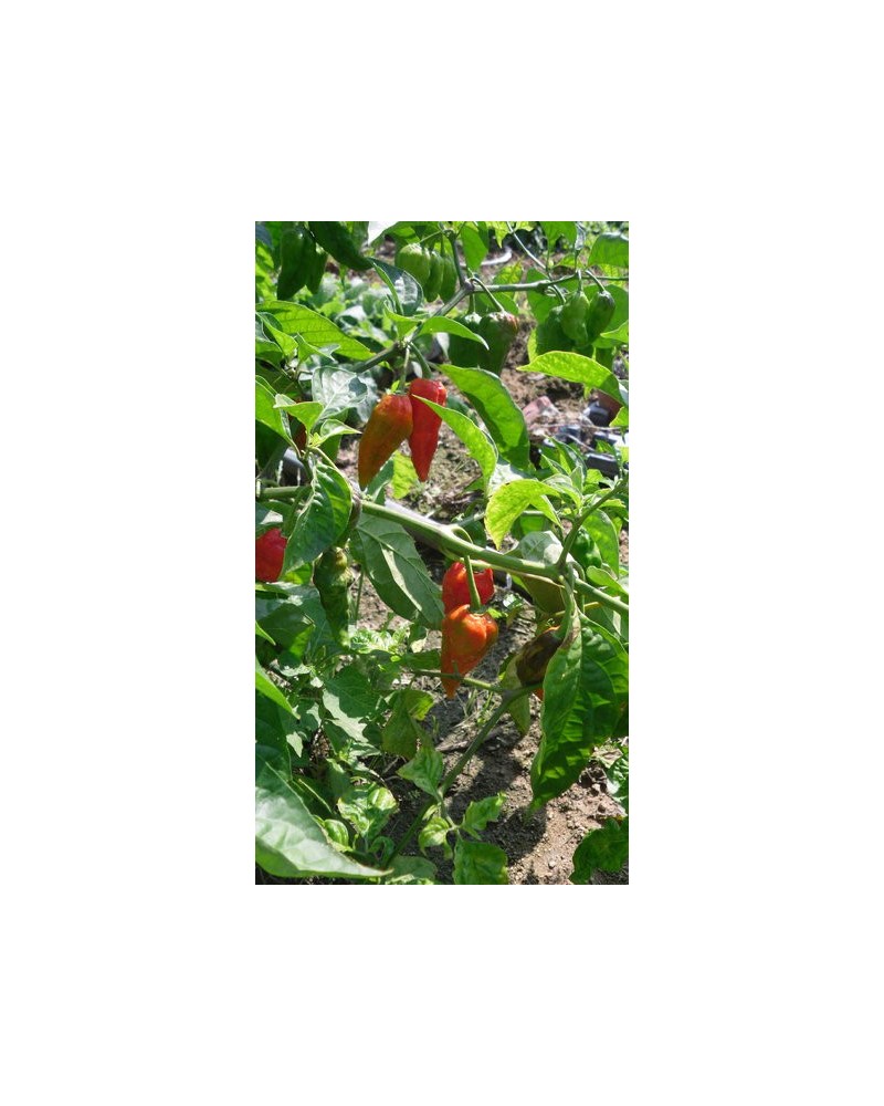 Semillas Habanero Naranja (Capsicum Chinense)