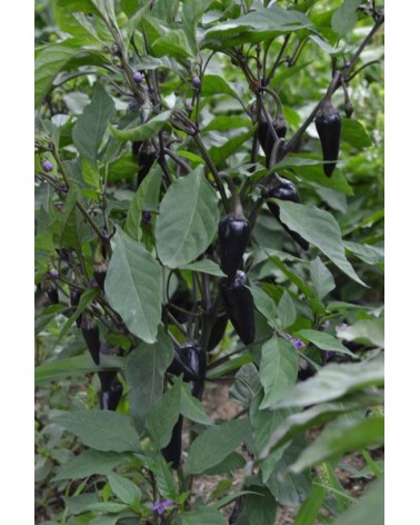 Semillas de Jalapeños Púrpura (Capsicum annuum)