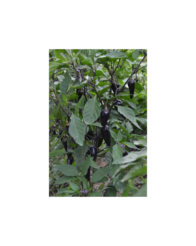 Semillas Habanero Naranja (Capsicum Chinense)