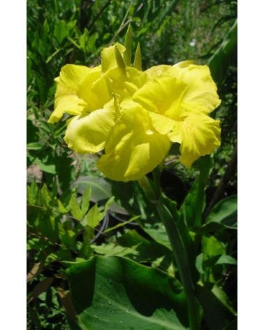 Bulbo de Canna Indica Amarilla (canna "yellow Humbert")