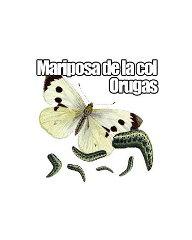 Orugas Mariposa de la Col Pieris Brassicae