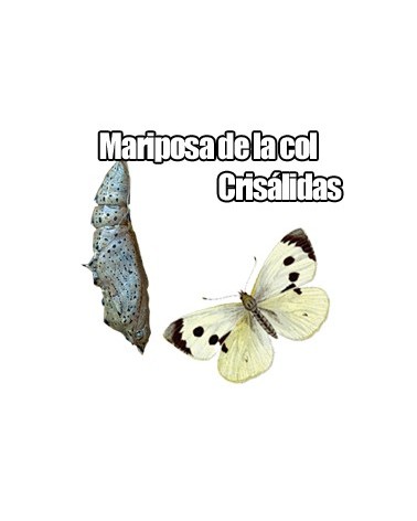 Crisálida Pieris Brassicae