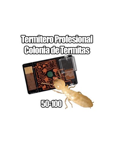 Termitero con colonia de termitas y alimento