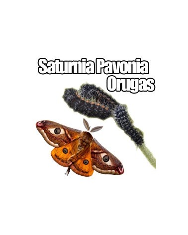 Orugas Saturnia Pavonia