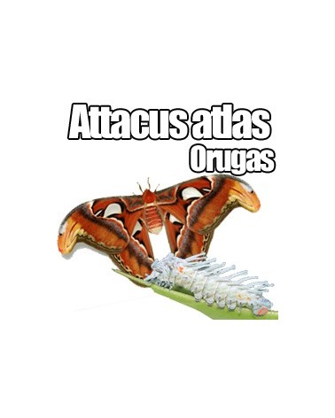 Orugas de Attacus atlas