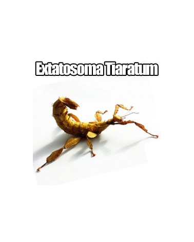 Extatosoma tiaratum