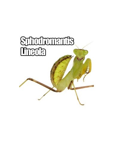 Sphodromantis lineola