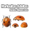 Mariquitas Adultas vivas (adalia bipunctata)
