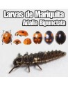 Larvas de Mariquitas (Adalia Bipunctata)