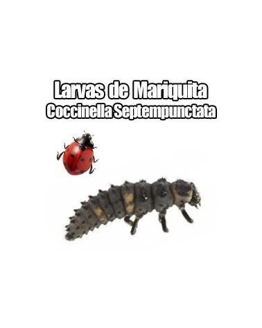 Larvas de Mariquita (Coccinella Septempunctata)