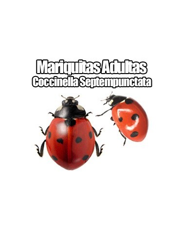 Mariquitas Adultas vivas (Coccinella Septempunctata)