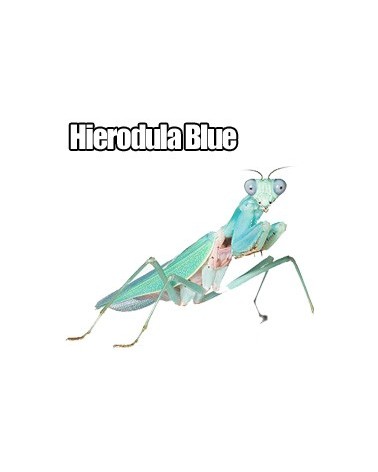 Hierodula Blue