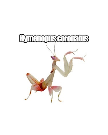 Hymenopus coronatus (Mantis Orquidea)