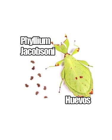 Phyllium Jacobsoni huevos