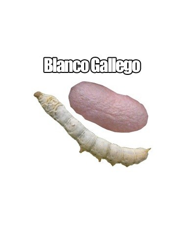 Blanco Gallego Gusanos de seda
