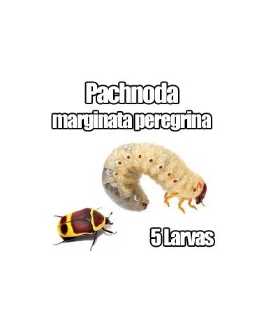Pachnoda marginata peregrina larvas